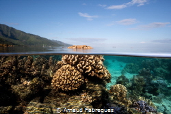 Split picture, pocilipora in moorea during a sampling time. by Arnaud Fabregues 